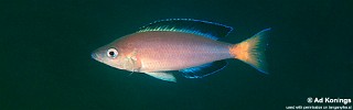 Cyprichromis sp. 'leptosoma jumbo' Kalambo Lodge.jpg