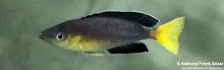 Cyprichromis sp. 'leptosoma jumbo' Kapampa.jpg