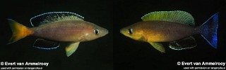 Cyprichromis sp. 'leptosoma jumbo' Kasenga.jpg