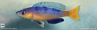 Cyprichromis sp. 'speckleback rainbow'