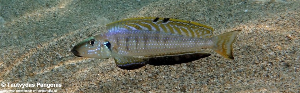 Enantiopus melanogenys 'Bilinge Bay'