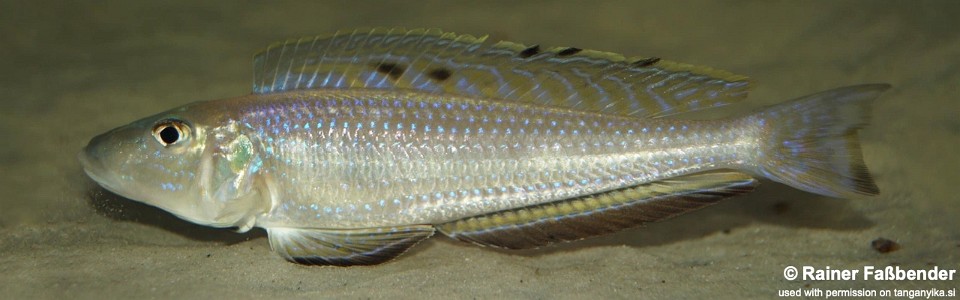 Enantiopus melanogenys 'Chituta Bay'