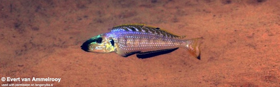 Enantiopus melanogenys 'Kigoma'