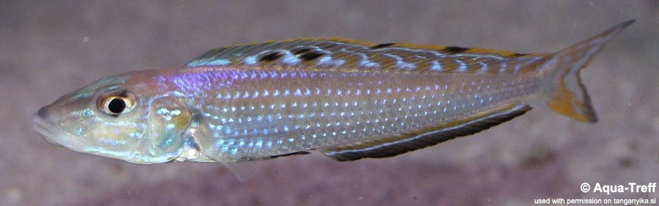 Enantiopus melanogenys 'Mpulungu'