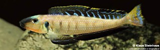 Enantiopus melanogenys.jpg