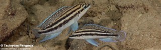 Julidochromis dickfeldi 'Katete'.jpg