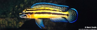 Julidochromis marksmithi 'Kipili'.jpg