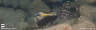 Julidochromis marksmithi 'Mwila Island'.jpg