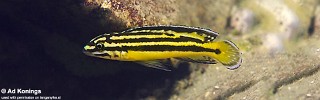 Julidochromis marksmithi 'Nkondwe Island'.jpg