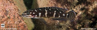 Julidochromis sp. 'transcriptus tanzania' Kasano River.jpg
