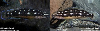 Julidochromis sp. 'transcriptus kazia'