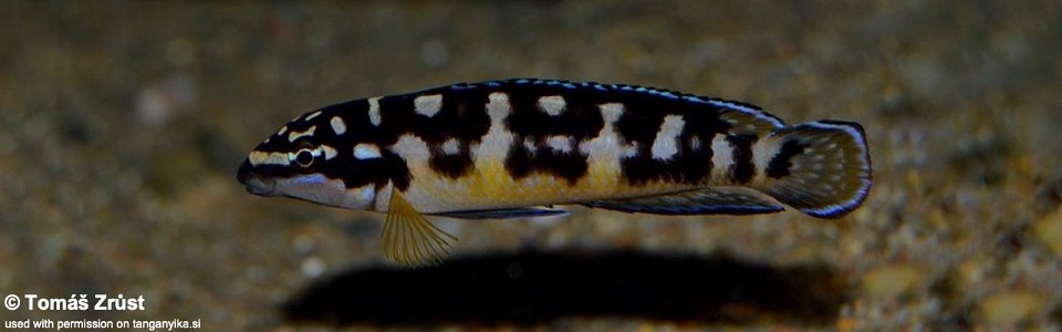 Julidochromis transcriptus 'Kissi'