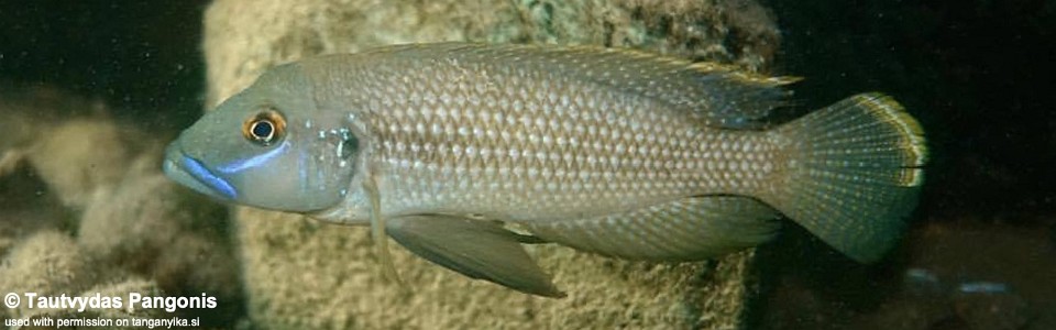 Lamprologus callipterus (unknown locality)