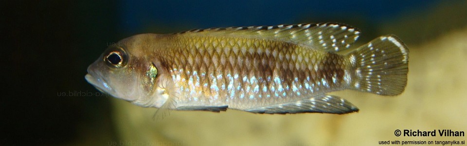 Lamprologus speciosus 'Cape Tembwe'