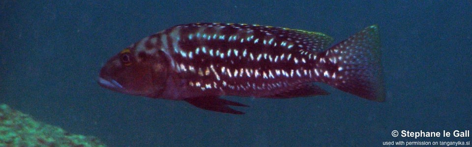 Lepidiolamprologus elongatus 'Katabe Bay'
