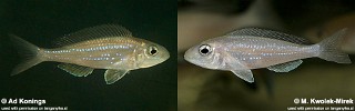 Microdontochromis rotundiventralis