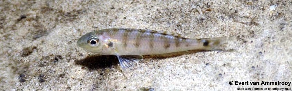 Microdontochromis tenuidentatus (unknown locality)<br><font color=gray>Xenotilapia tenuidentata (unknown locality)</font>