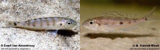 Microdontochromis tenuidentatus