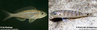 Microdontochromis
