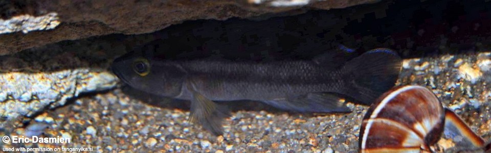 Neolamprologus bifasciatus (Burundi)