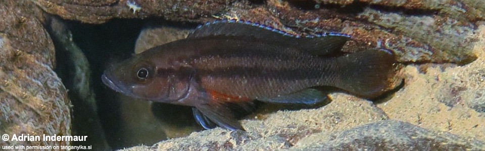 Neolamprologus bifasciatus 'Muchansi'