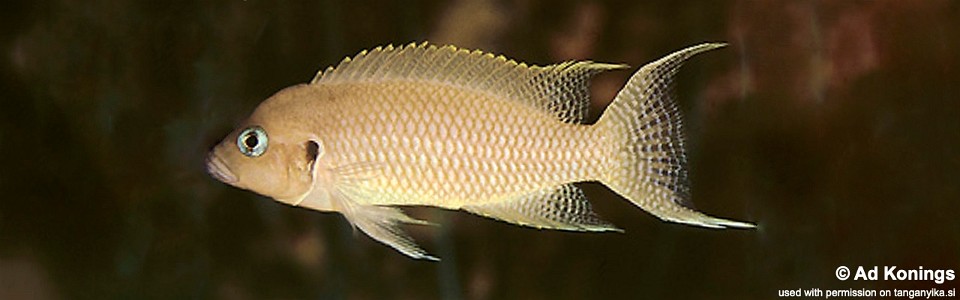 Neolamprologus crassus (unknown locality)