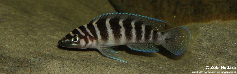 Neolamprologus cylindricus (unknown locality)