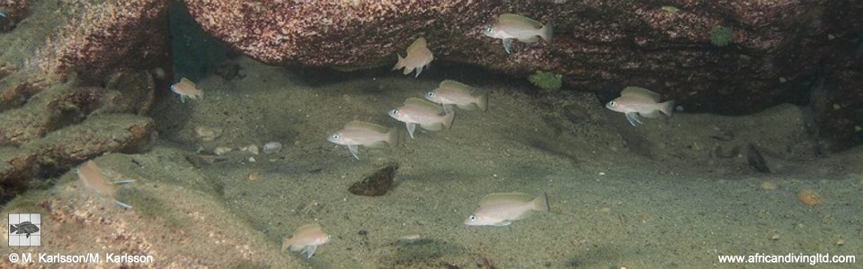 Neolamprologus leloupi 'Muloba Bay'
