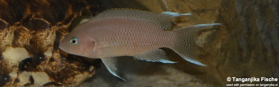 Neolamprologus marunguensis (unknown locality)