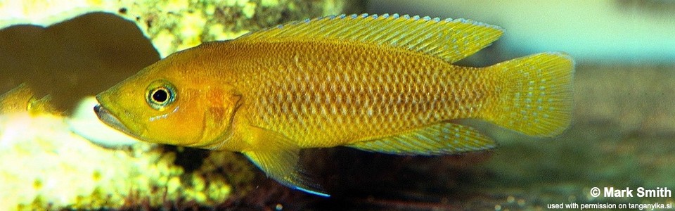 Neolamprologus niger (unknown locality)