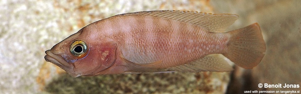 Neolamprologus prochilus (unknown locality)