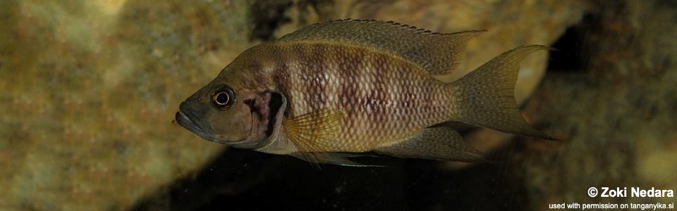 Neolamprologus savoryi (unknown locality)
