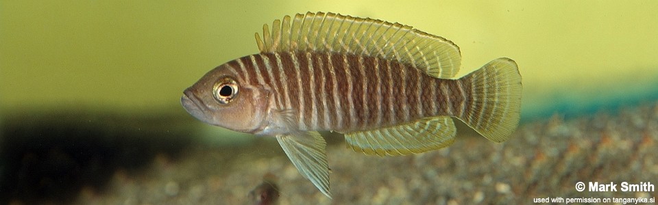 Neolamprologus similis (unknown locality)