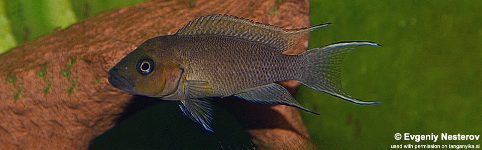Neolamprologus sp. 'cygnus' (unknown locality) 