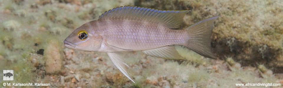 Neolamprologus sp. 'eseki' Korongwe Bay