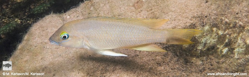 Neolamprologus sp. 'eseki' Mswa Point