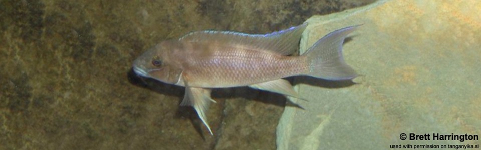 Neolamprologus sp. 'eseki' (unknown locality)