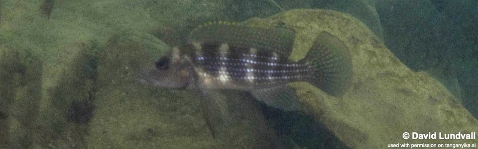 Neolamprologus tetracanthus 'Chibwensolo'