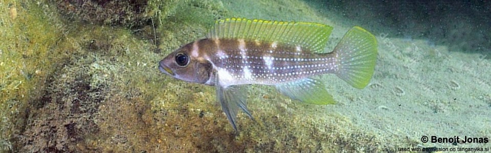 Neolamprologus tetracanthus 'Molwe'<br><font color=gray>Neolamprologus brevianalis 'Molwe'</font> 