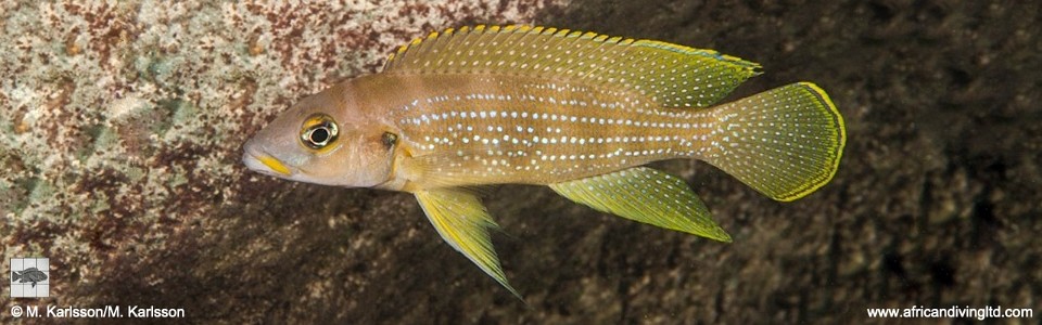 Neolamprologus tetracanthus 'Popo Point'<br><font color=gray>Neolamprologus brevianalis 'Popo Point'</font> 