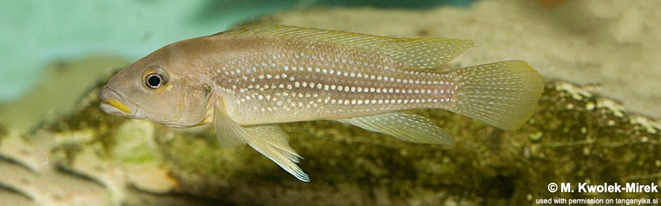 Neolamprologus tetracanthus (unknown locality)<br><font color=gray>Neolamprologus brevianalis (unknown locality)</font> 