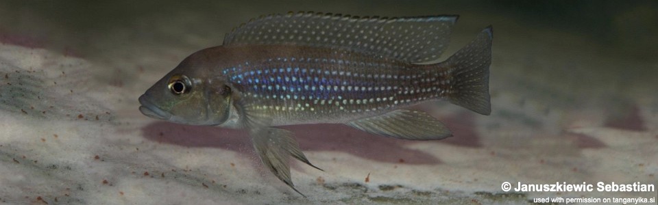 Neolamprologus tetracanthus (unknown locality)