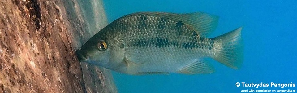 Oreochromis tanganicae 'Mtego Bay'