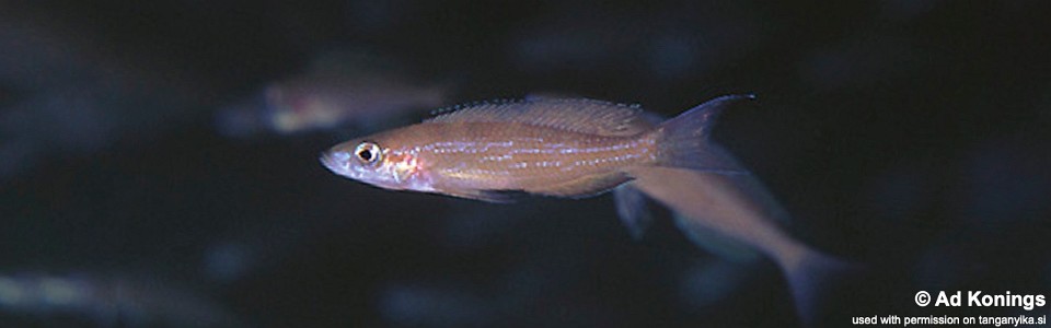 Paracyprichromis brieni 'Bulu Point'