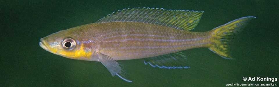 Paracyprichromis brieni 'Chituta Bay'