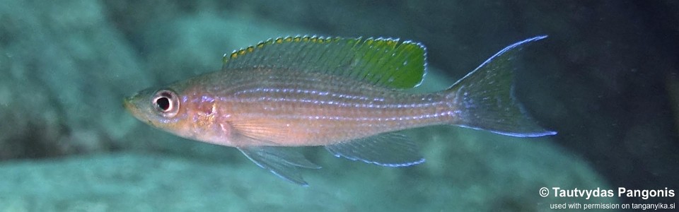 Paracyprichromis brieni 'Ifala Village'