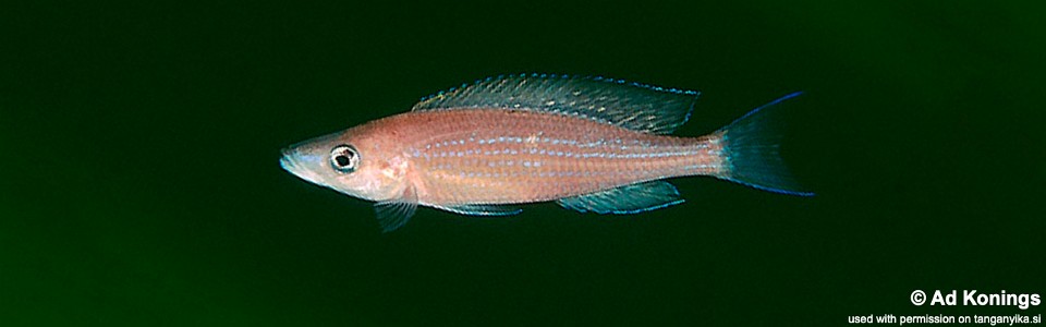 Paracyprichromis brieni 'Kalambo Lodge'