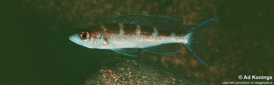 Paracyprichromis brieni 'Kampemba'