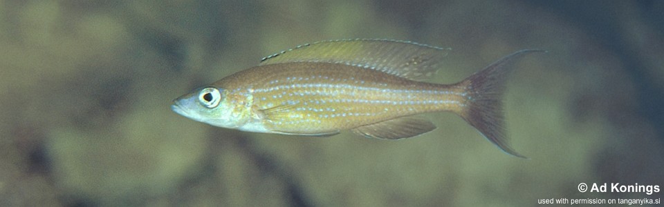 Paracyprichromis brieni 'Kantalamba'