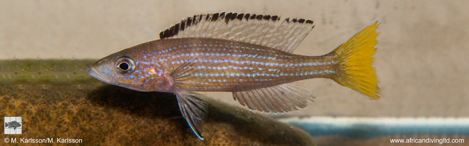 Paracyprichromis brieni 'Katondo Point'
